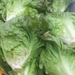 Lechuga