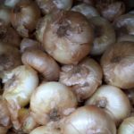 Cebollas de Villafranca