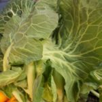 Repollo de Asa de Cantaro